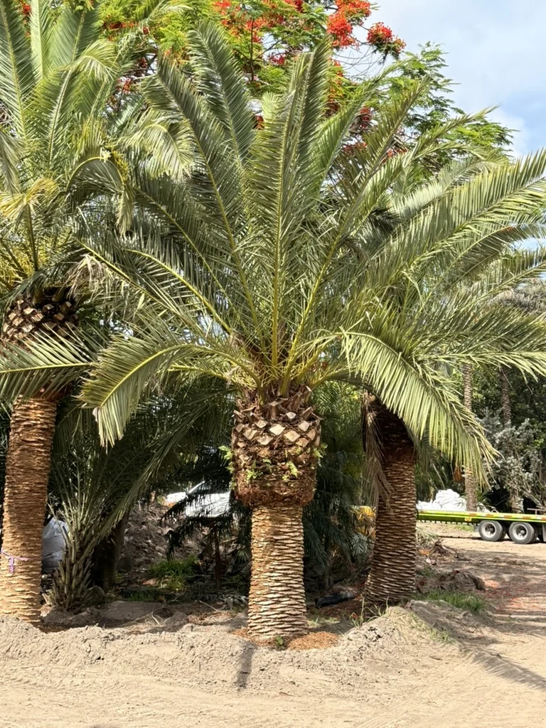 Canary Island Date Palm showing dense mature crown