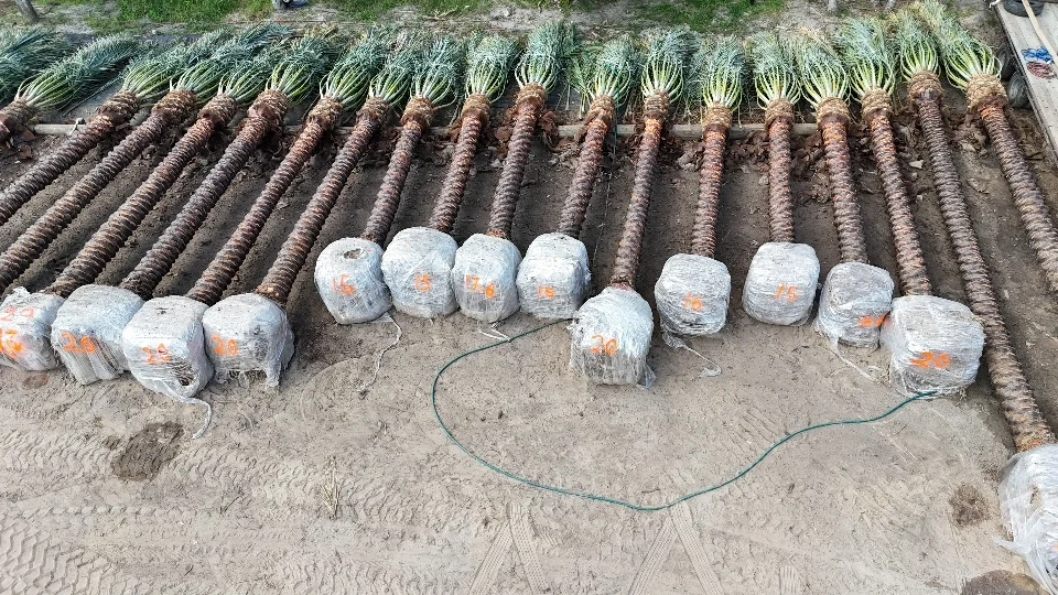Rows of Site Ready Groundworks Medjool palms prepared for loading