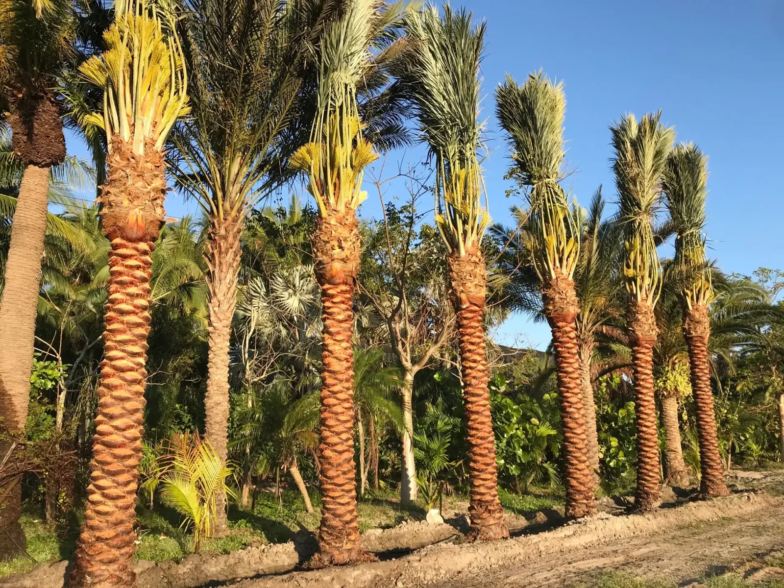 Una fila de dientes palm con coronas preparadas en el campo Groundworks.