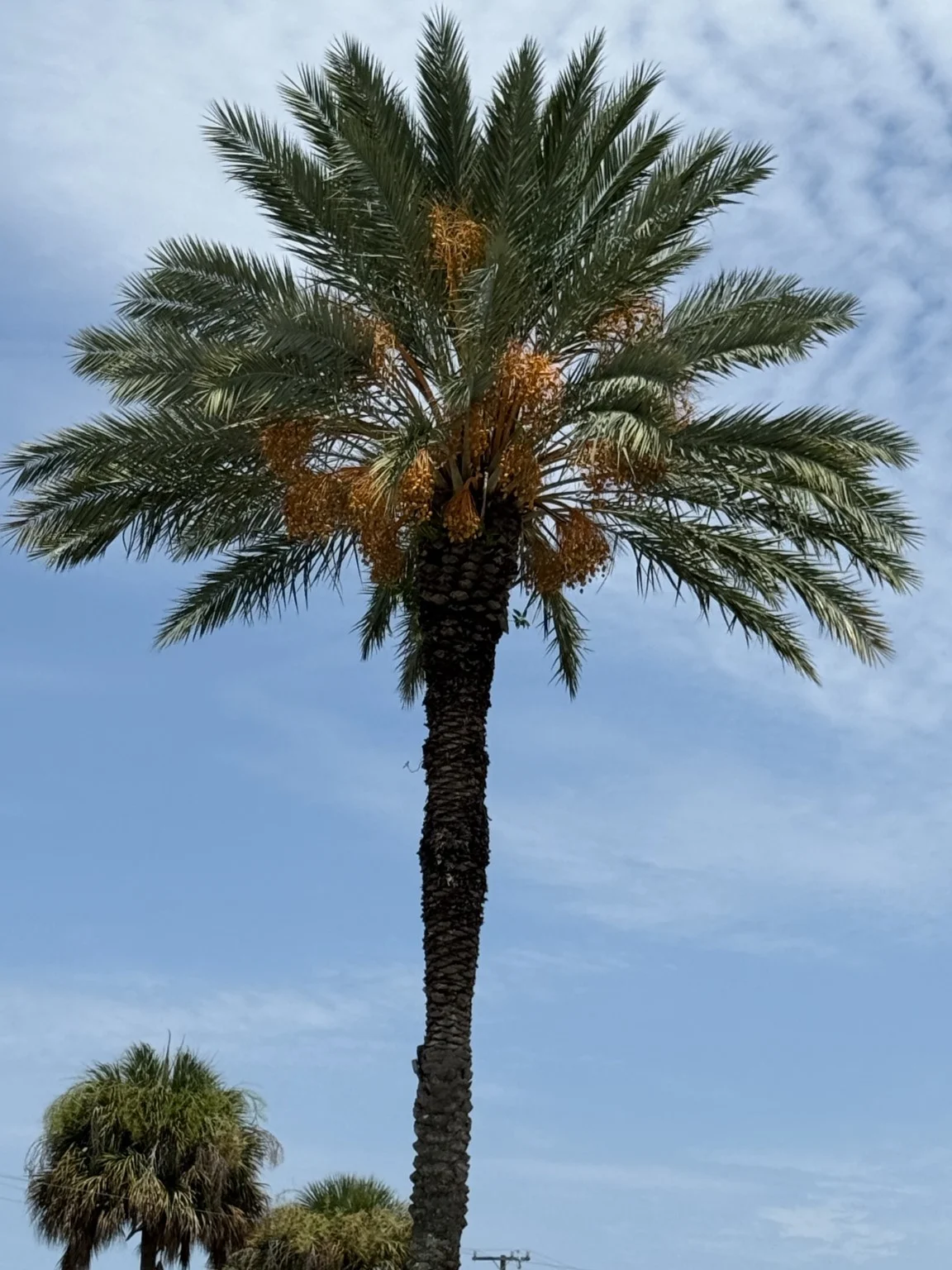 Prime Medjool date palm specimen