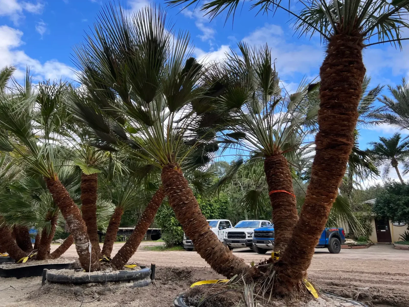 Mature specimen palms in the Groundworks nursery beneath a bright Florida sky