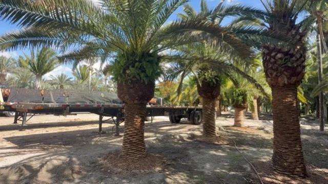Mature Canary Island Date Palms beside transport trailers