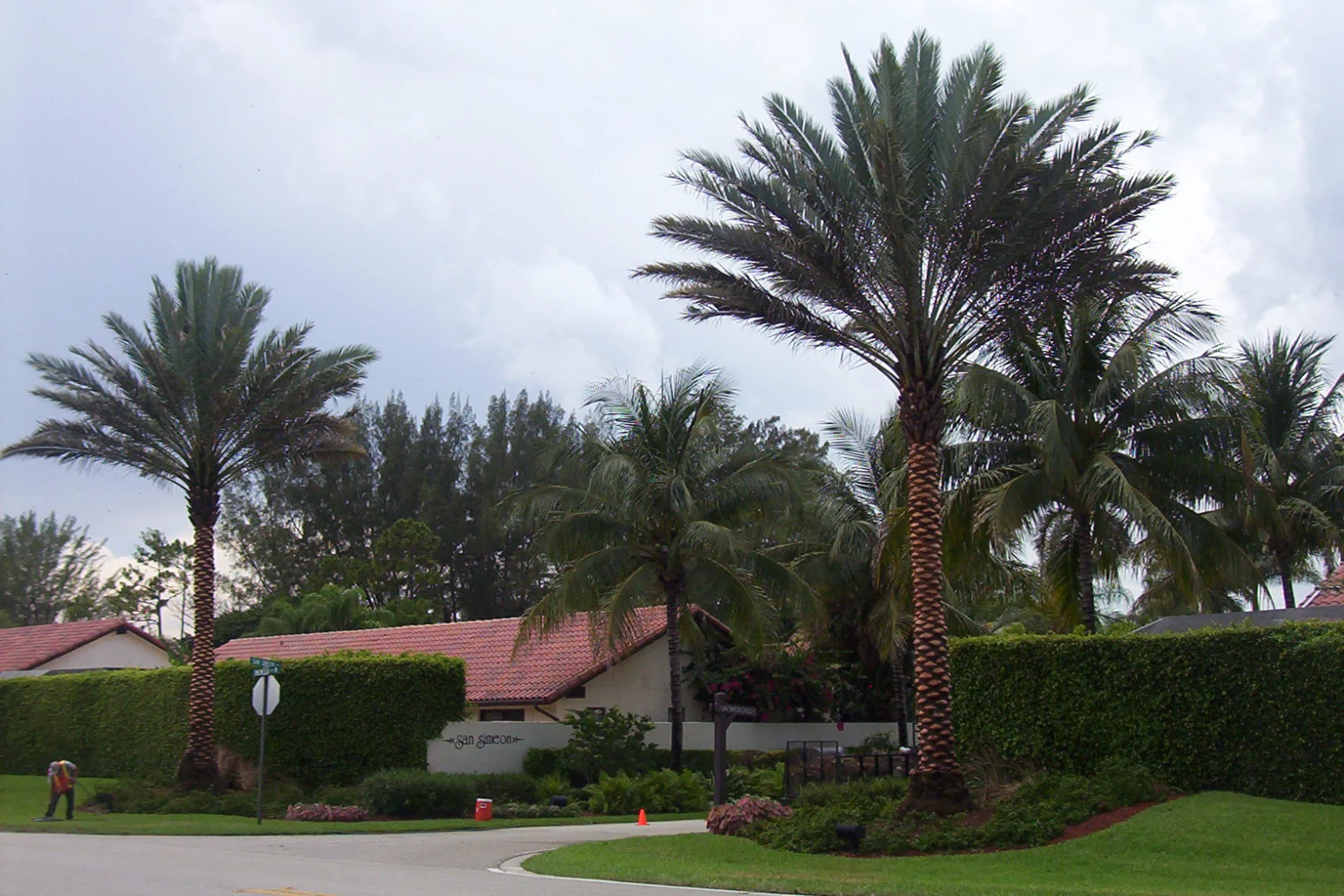 Date palm after MagicTouch rejuvenation with improved lower-frond presentation